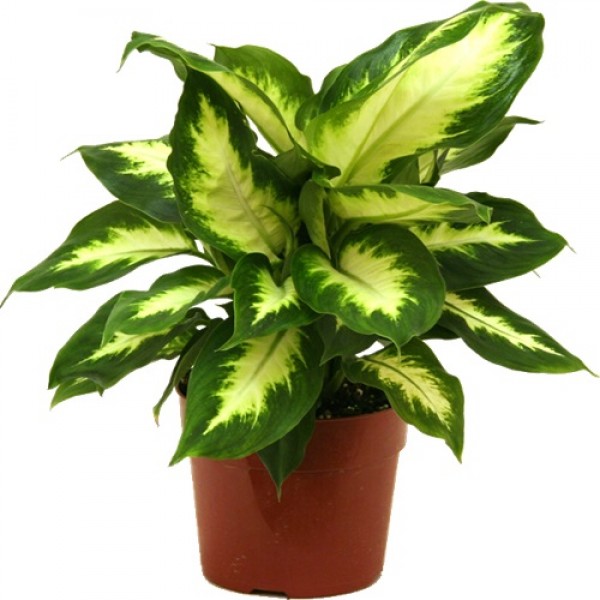 14 dieffenbachia