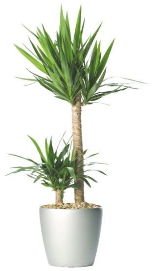 2 yucca