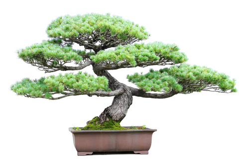 3 bonsai