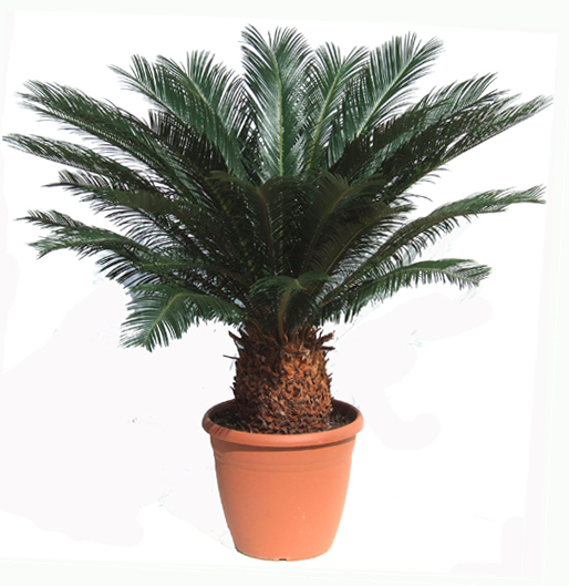 5 cycas
