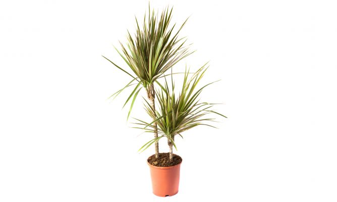 6 marginata