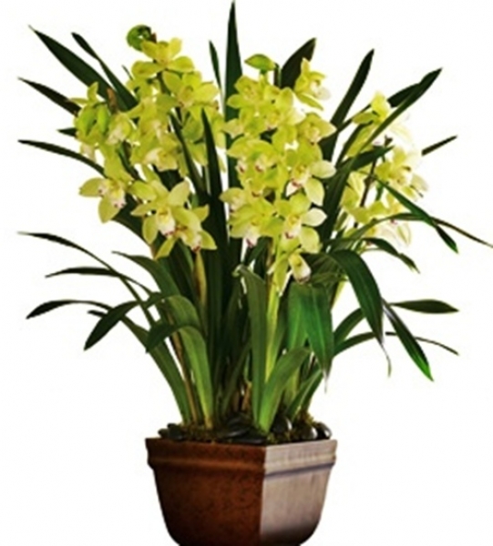 7 cymbidium