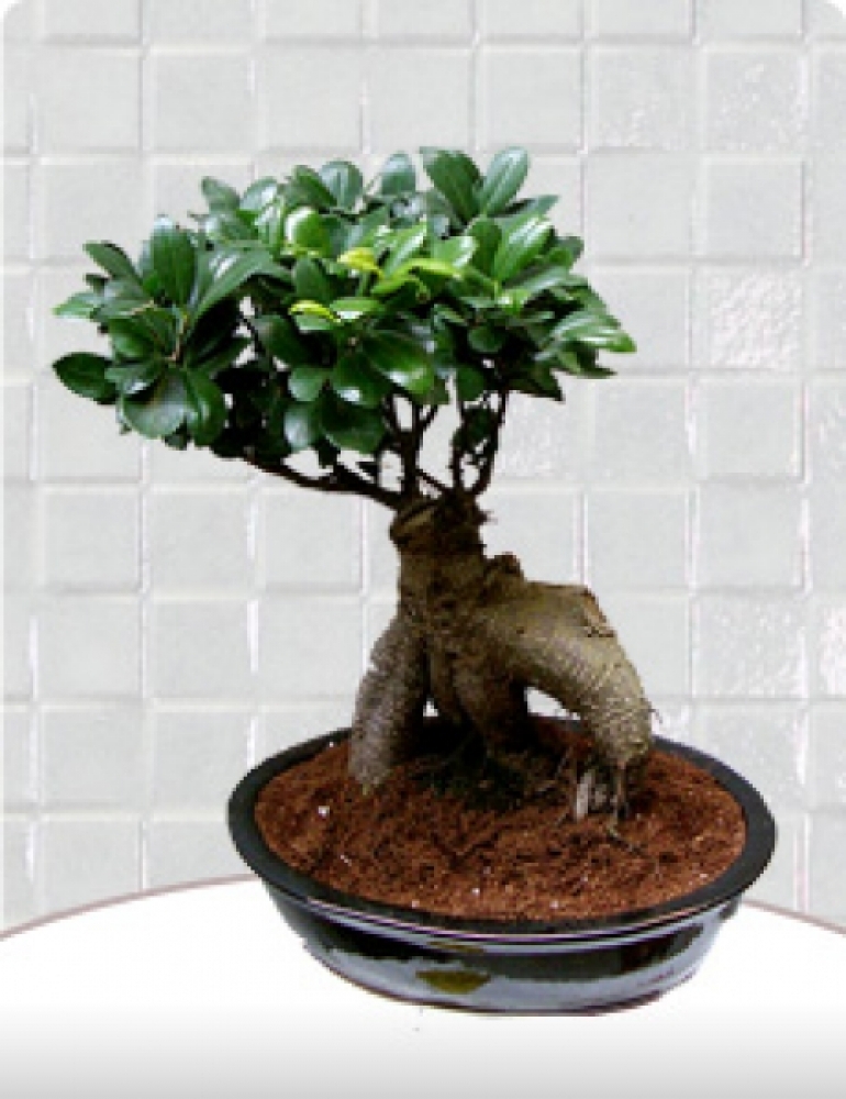 ask-agaci-bonsai-955