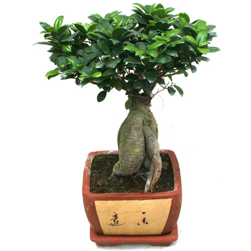 bonzai bonsai çiçeği