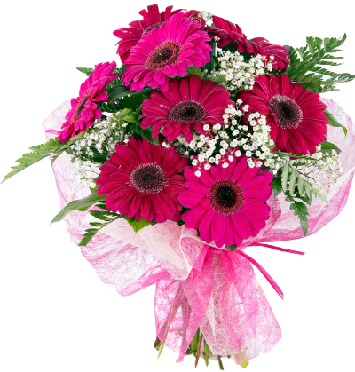 mor-gerbera