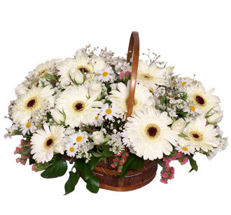 sepette-gerbera